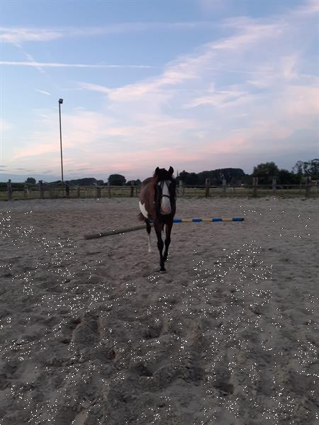 Grote foto super lieve b pony te koop dieren en toebehoren pony