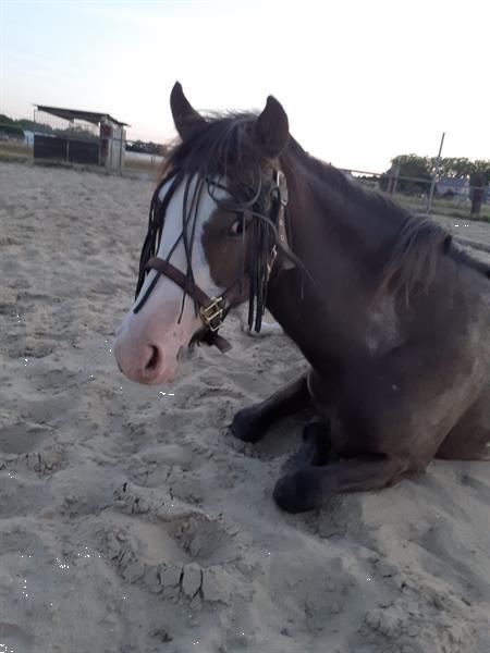 Grote foto super lieve b pony te koop dieren en toebehoren pony