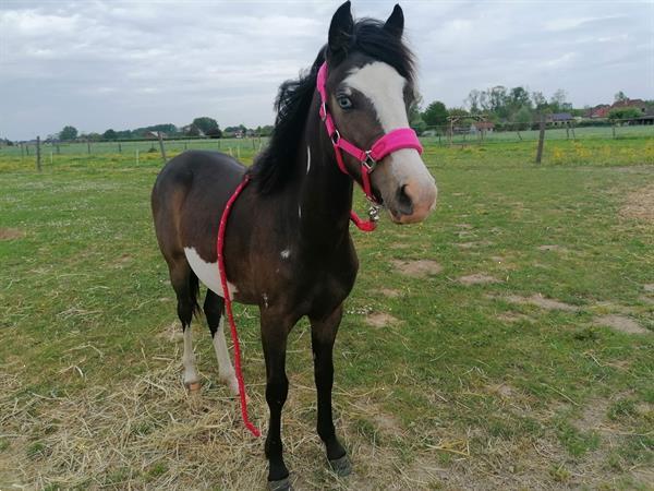 Fauteuil Van Statistisch Super Lieve B Pony te Koop Kopen | Pony's