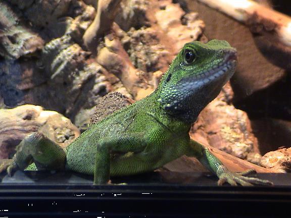 Grote foto topkwaliteit terrariums spotgoedkoop dieren en toebehoren reptielenverblijven