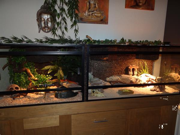 Grote foto topkwaliteit terrariums spotgoedkoop dieren en toebehoren reptielenverblijven