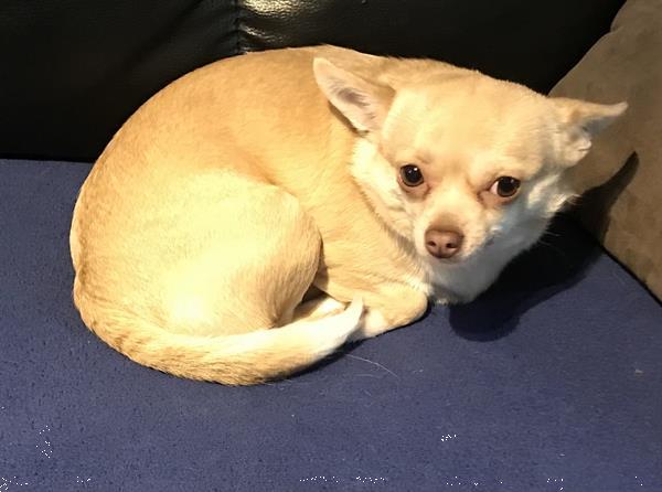 Grote foto 3 chihuahua s te koop dieren en toebehoren chihuahua en gezelschapshonden