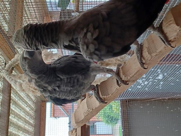 Grote foto grijze roidstaarten dieren en toebehoren parkieten en papegaaien