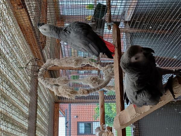 Grote foto grijze roidstaarten dieren en toebehoren parkieten en papegaaien