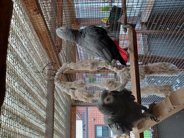 Grote foto grijze roidstaarten dieren en toebehoren parkieten en papegaaien