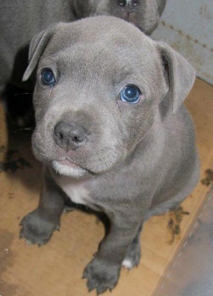 Grote foto staffordshire bull terrier puppy te koop dieren en toebehoren jack russells en terri rs