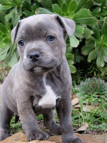 Grote foto staffordshire bull terrier puppy te koop dieren en toebehoren jack russells en terri rs