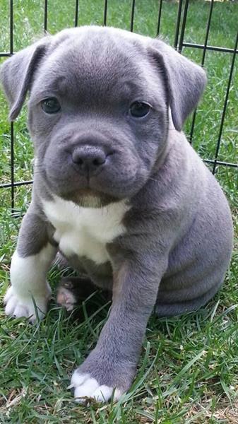 Grote foto staffordshire bull terrier puppy te koop dieren en toebehoren jack russells en terri rs