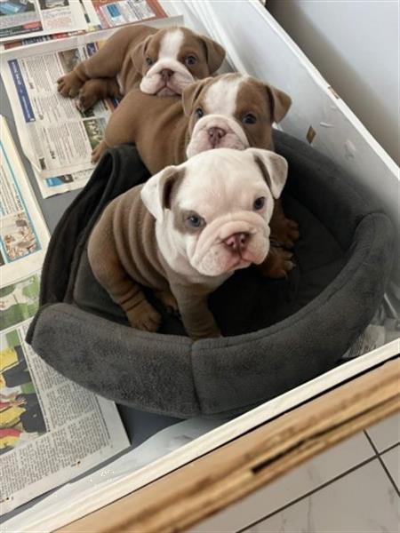 Grote foto 3 prachtige reuen engelse bulldog dieren en toebehoren bulldogs pinschers en molossers