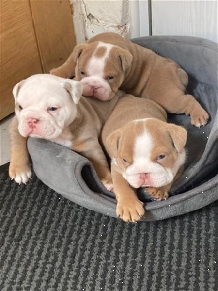 Grote foto 3 prachtige reuen engelse bulldog dieren en toebehoren bulldogs pinschers en molossers