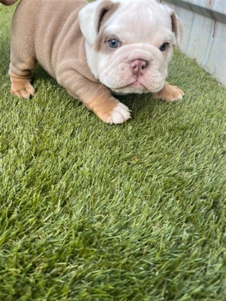 Grote foto 3 prachtige reuen engelse bulldog dieren en toebehoren bulldogs pinschers en molossers