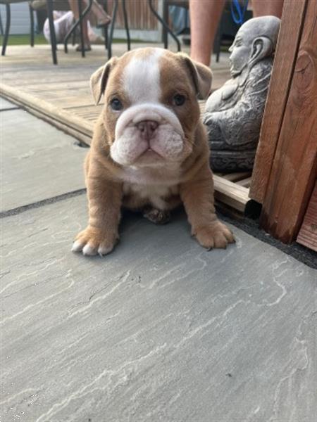 Grote foto 3 prachtige reuen engelse bulldog dieren en toebehoren bulldogs pinschers en molossers