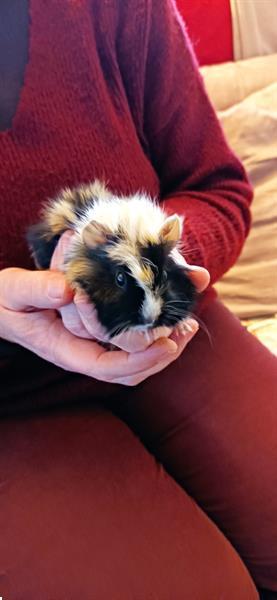 Grote foto gratis cavia dieren en toebehoren knaagdieren