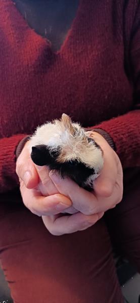 Grote foto gratis cavia dieren en toebehoren knaagdieren