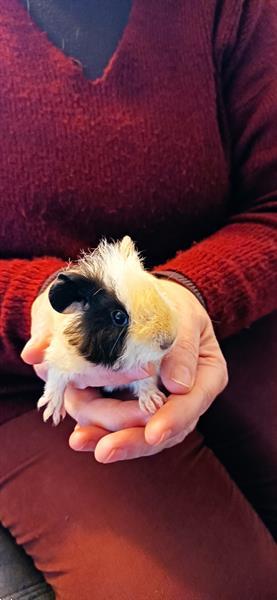 Grote foto gratis cavia dieren en toebehoren knaagdieren