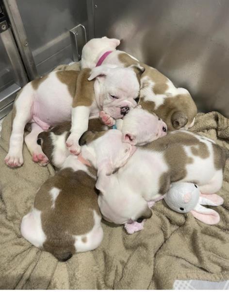 Grote foto engelse bulldog pups mogen nu weg dieren en toebehoren bulldogs pinschers en molossers