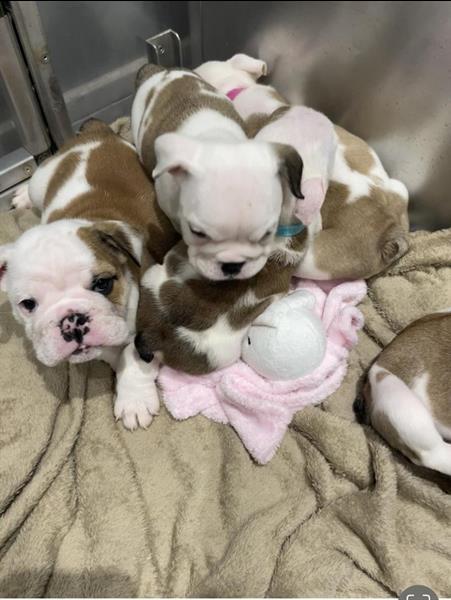 Grote foto engelse bulldog pups mogen nu weg dieren en toebehoren bulldogs pinschers en molossers