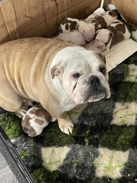 Grote foto engelse bulldog pups mogen nu weg dieren en toebehoren bulldogs pinschers en molossers