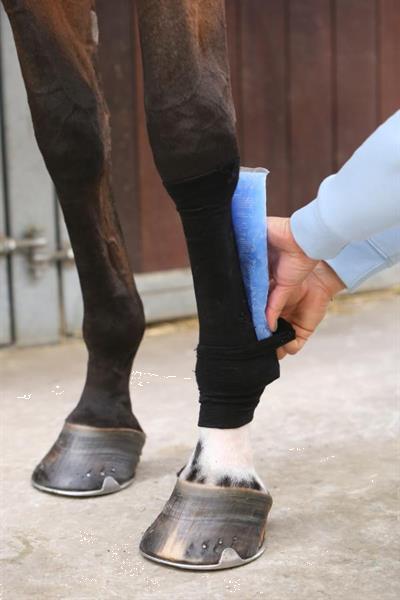 Grote foto tendon grip kous zwart dieren en toebehoren paarden accessoires