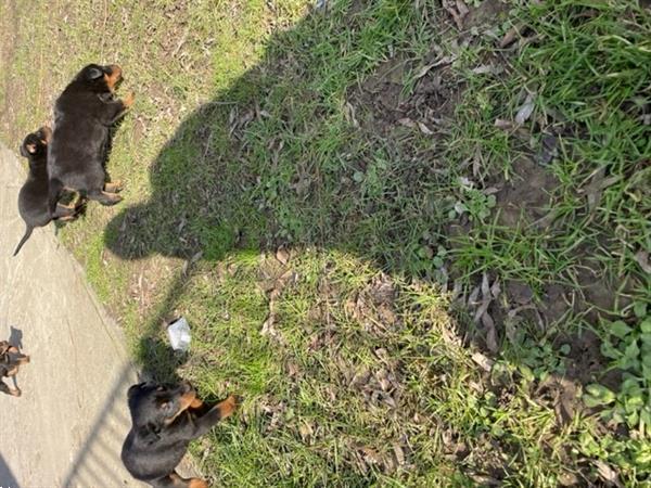 Grote foto beauceron pups te koop dieren en toebehoren overige honden