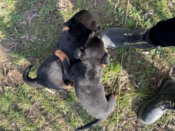 Grote foto beauceron pups te koop dieren en toebehoren overige honden