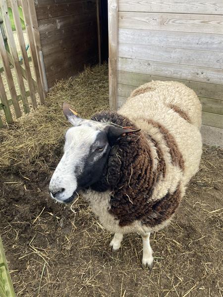 Grote foto gezonde ram baggerbonte dieren en toebehoren schapen geiten en varkens