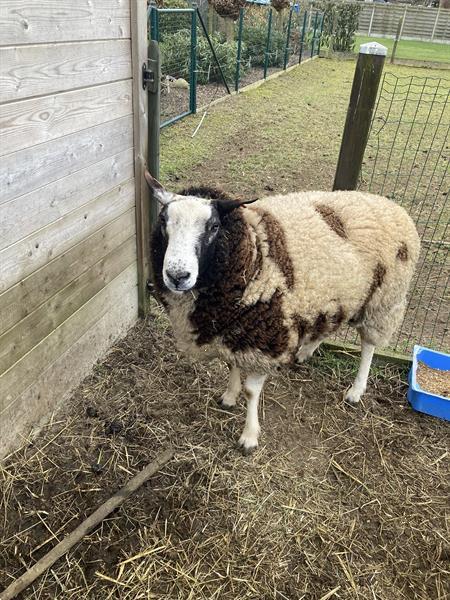 Grote foto gezonde ram baggerbonte dieren en toebehoren schapen geiten en varkens