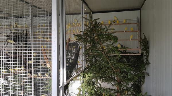 Grote foto waterslagers zangkanaries dieren en toebehoren kanaries