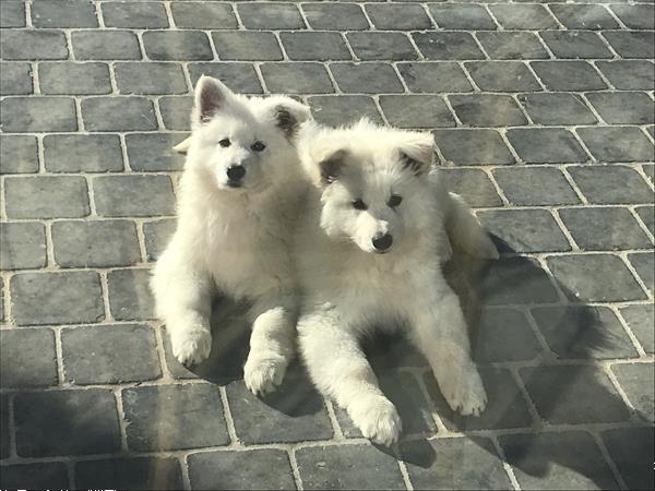 Grote foto 2 zwitserse herderpuppies dieren en toebehoren herdershonden en veedrijvers