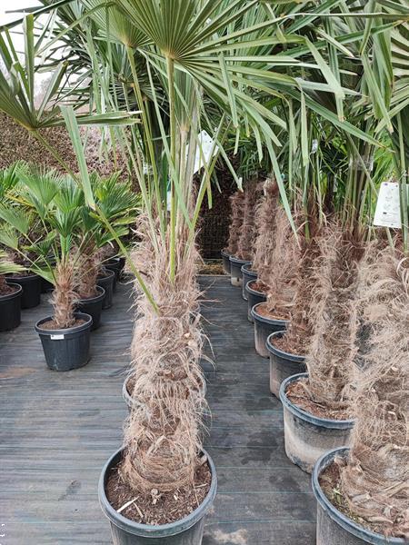 Grote foto winterharde palmbomen te koop tuin en terras palmbomen