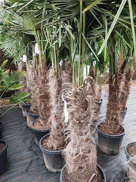 Grote foto winterharde palmbomen te koop tuin en terras palmbomen