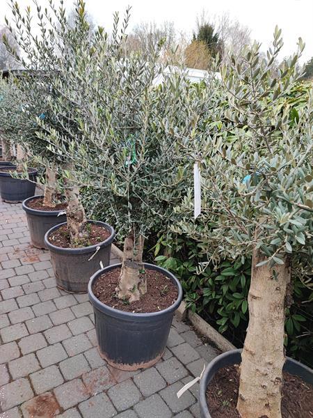Grote foto olijfbomen te koop tuin en terras olijfbomen