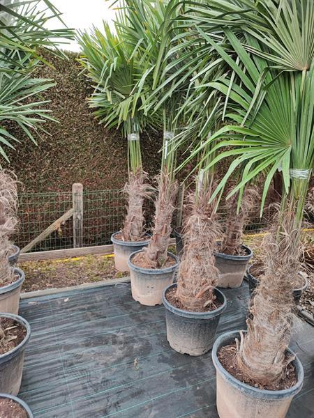 Grote foto trachycarpus fortunei palmbomen te koop tuin en terras palmbomen