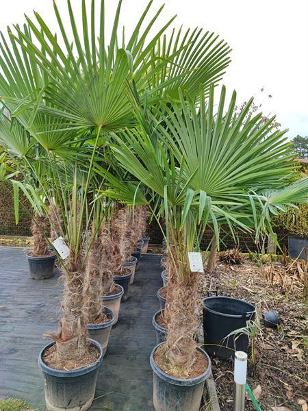 Grote foto trachycarpus fortunei palmbomen te koop tuin en terras palmbomen