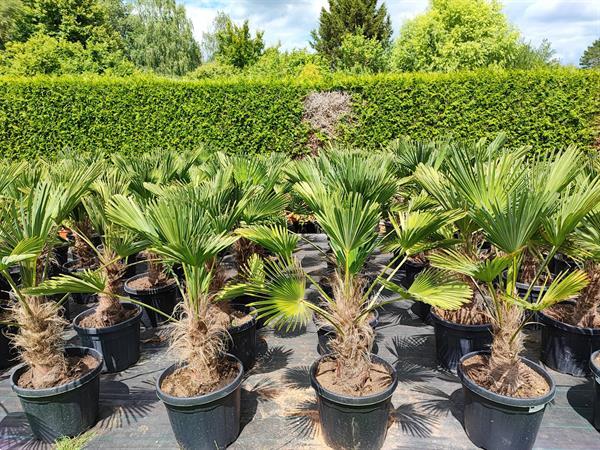 Grote foto trachycarpus wagnerianus tuin en terras palmbomen