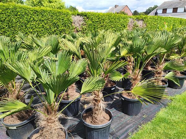 Grote foto trachycarpus wagnerianus tuin en terras palmbomen