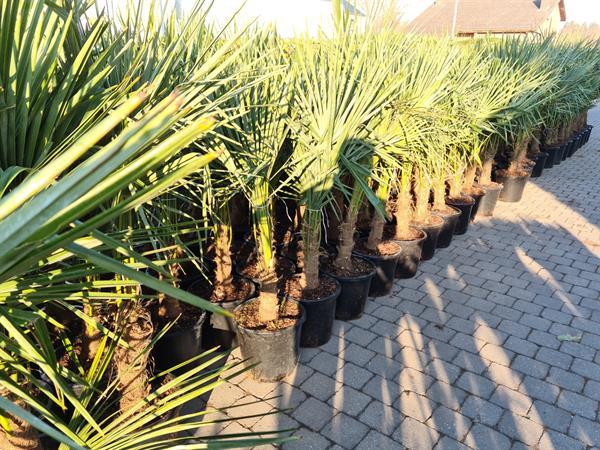 Grote foto palmbomen te koop trachycarpus fortunei tuin en terras palmbomen
