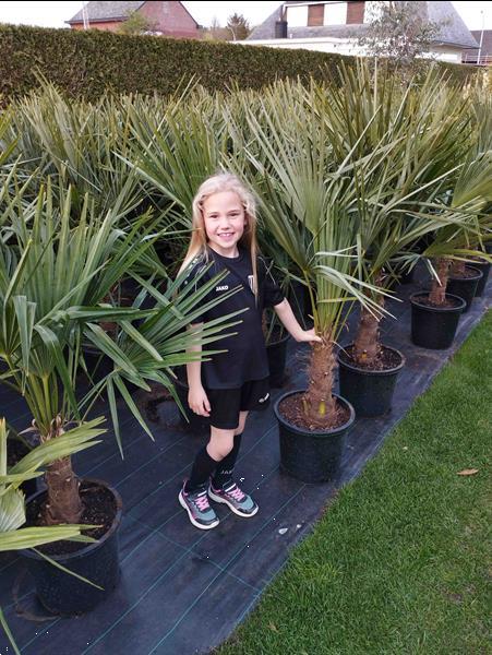 Grote foto palmbomen te koop trachycarpus fortunei tuin en terras palmbomen