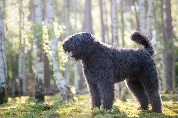 Grote foto bouvierpups dieren en toebehoren herdershonden en veedrijvers