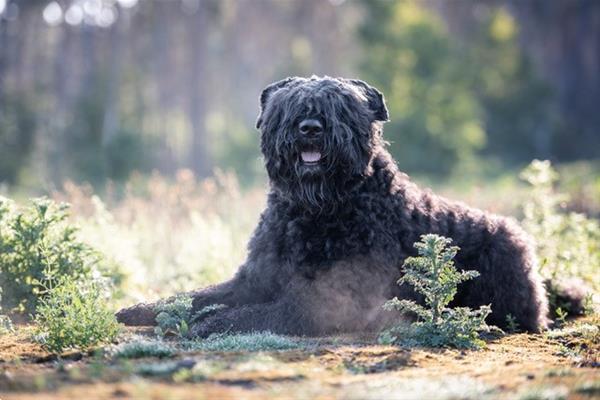 Grote foto bouvierpups dieren en toebehoren herdershonden en veedrijvers