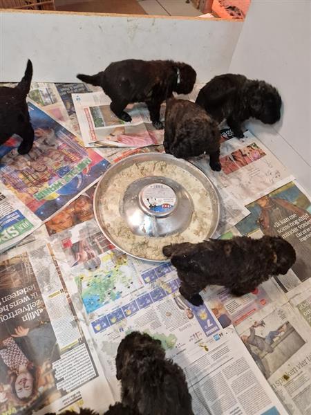 Grote foto bouvierpups dieren en toebehoren herdershonden en veedrijvers