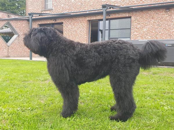 Grote foto bouvierpups dieren en toebehoren herdershonden en veedrijvers