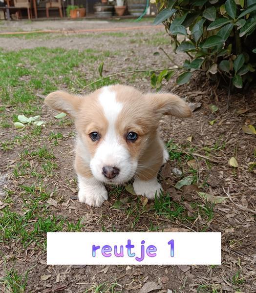 Grote foto welsh corgi pups dieren en toebehoren herdershonden en veedrijvers