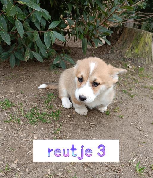 Grote foto welsh corgi pups dieren en toebehoren herdershonden en veedrijvers