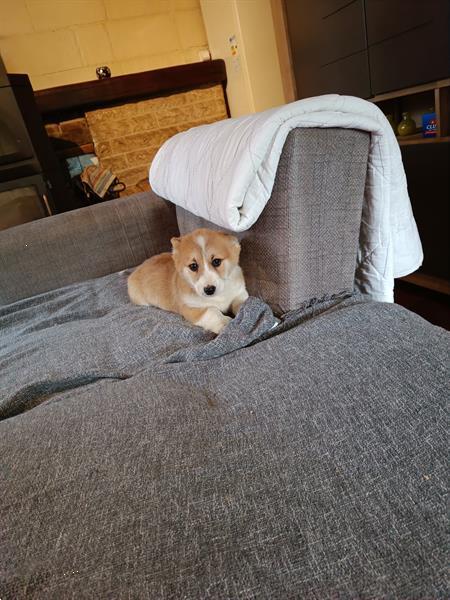 Grote foto welsh corgi pups dieren en toebehoren herdershonden en veedrijvers