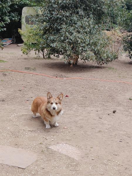 Grote foto welsh corgi pups dieren en toebehoren herdershonden en veedrijvers