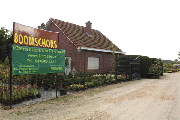 Grote foto carex grayi wintergroen siergras tuin en terras bloemen en planten