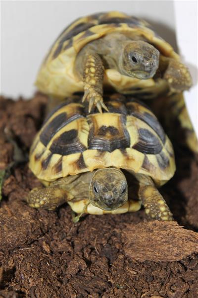 Grote foto schildpad griekse landschildpadden dieren en toebehoren reptielen en amfibie n