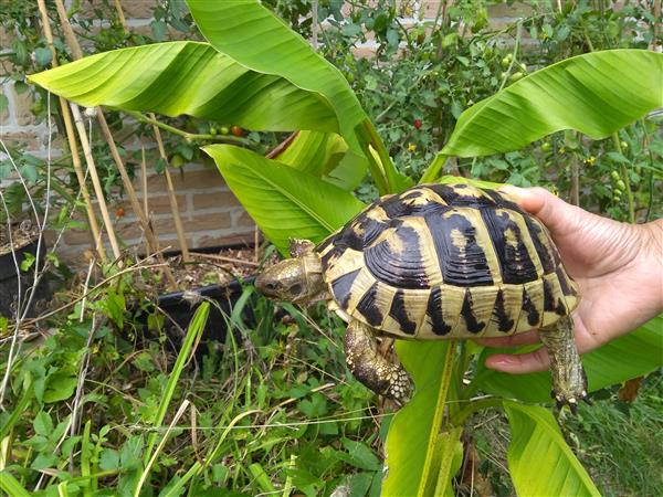 Grote foto schildpad griekse landschildpadden dieren en toebehoren reptielen en amfibie n