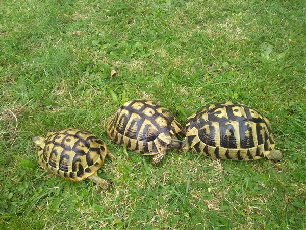 Grote foto schildpad griekse landschildpadden dieren en toebehoren reptielen en amfibie n